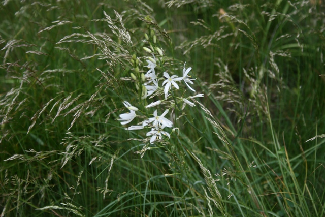 Anthericum liliago / Lilioasfodelo maggiore